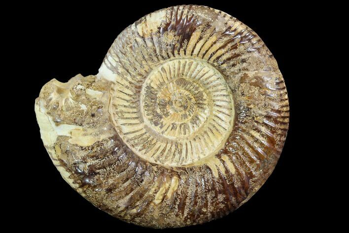 Perisphinctes Ammonite - Jurassic #90458